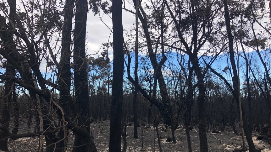 Blackened fire-damaged trees at Cape Conran in Victoria.