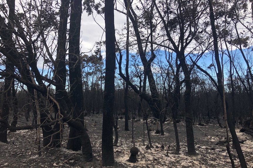 Blackened fire-damaged trees at Cape Conran in Victoria.