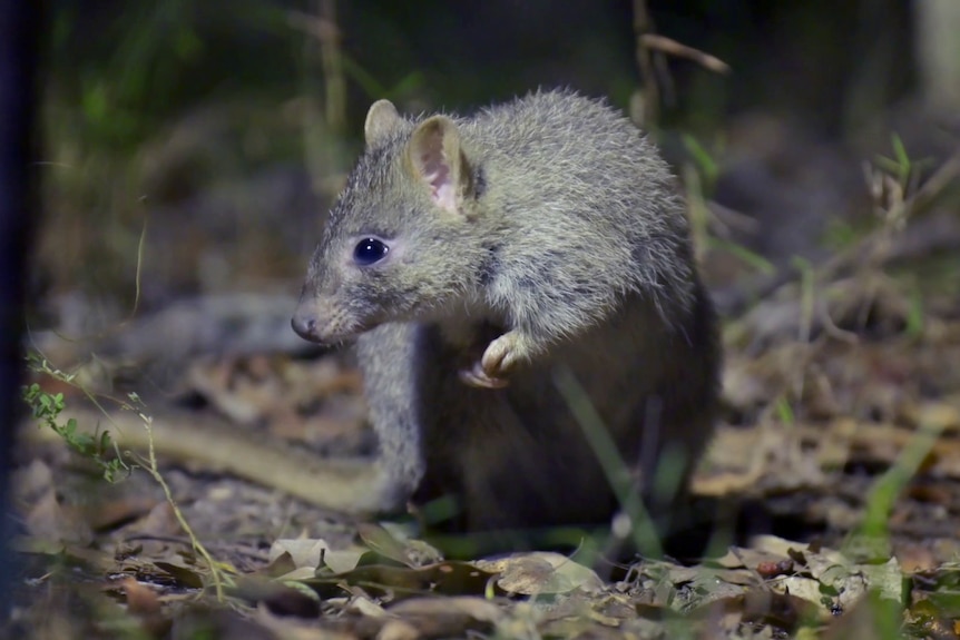 A small fluffy Northern Bettong clasps its paws together