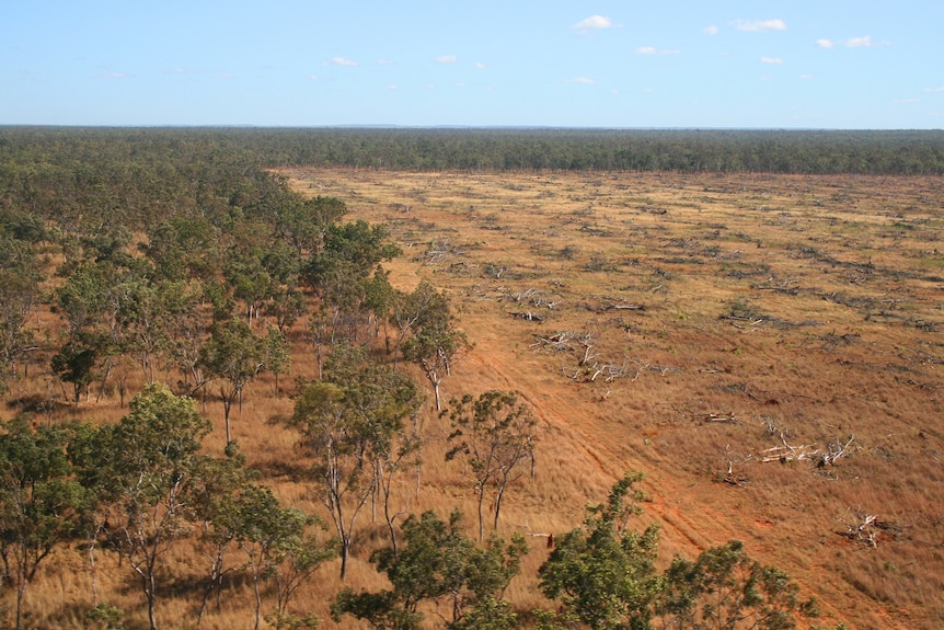 A large expanse of bare dirt surrounded by upright trees not yet chopped down.