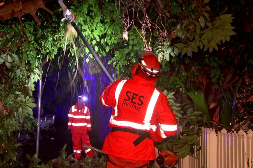 An SES crew working on a tree.