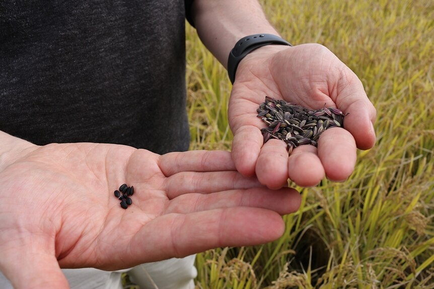 A man holds a handful of black rice before and after milling.
