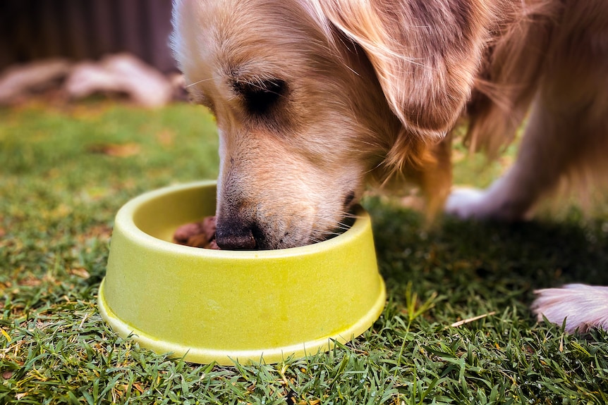 A golden retriever is eating food out of a green dog bowl