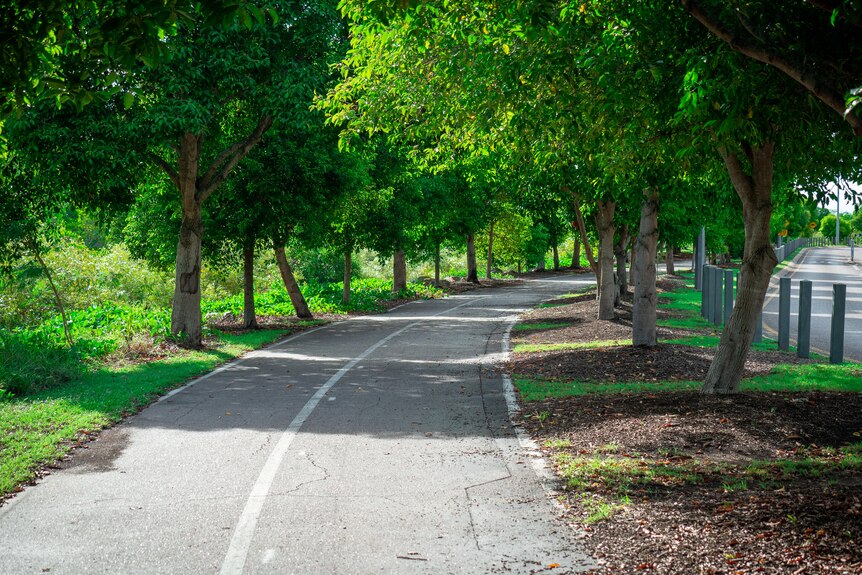 A bike path through a nice shady avenue of trees.