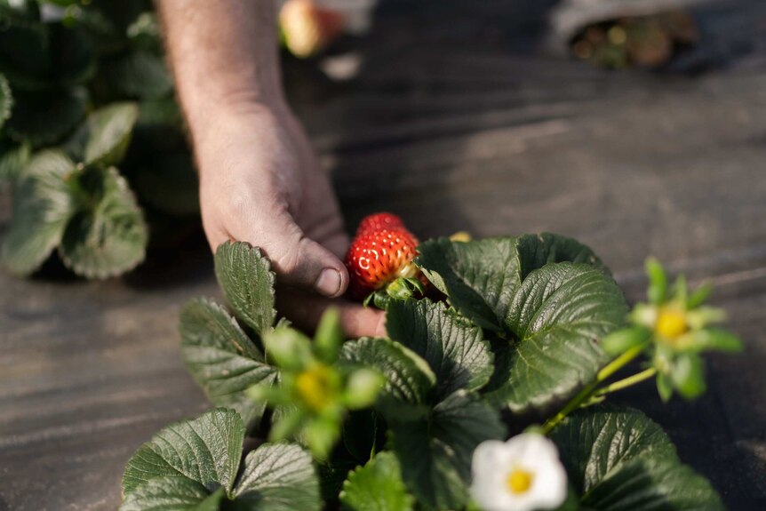 A hand picks a strawberry