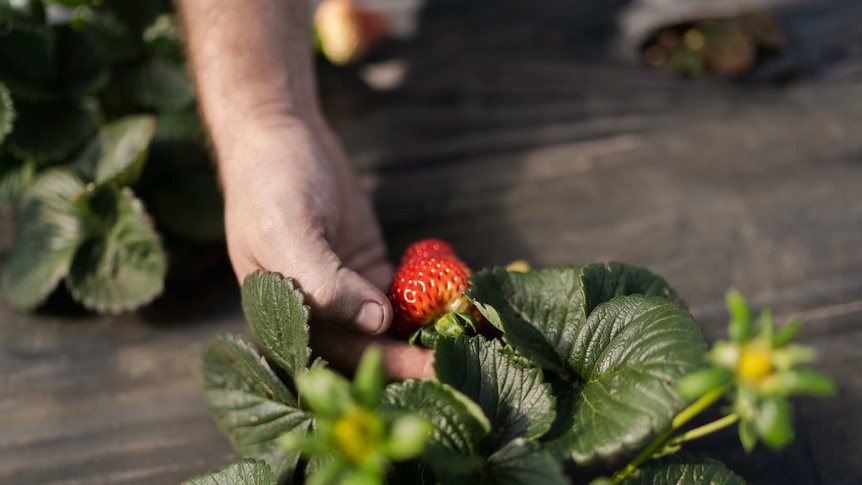 A hand picks a strawberry