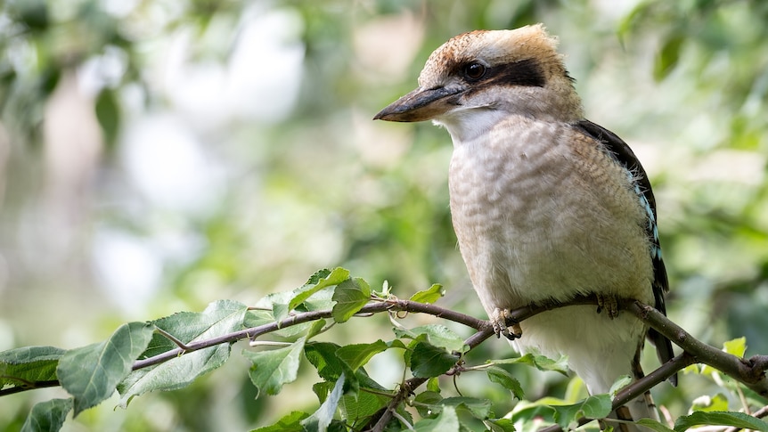 Kookaburra in a tree.