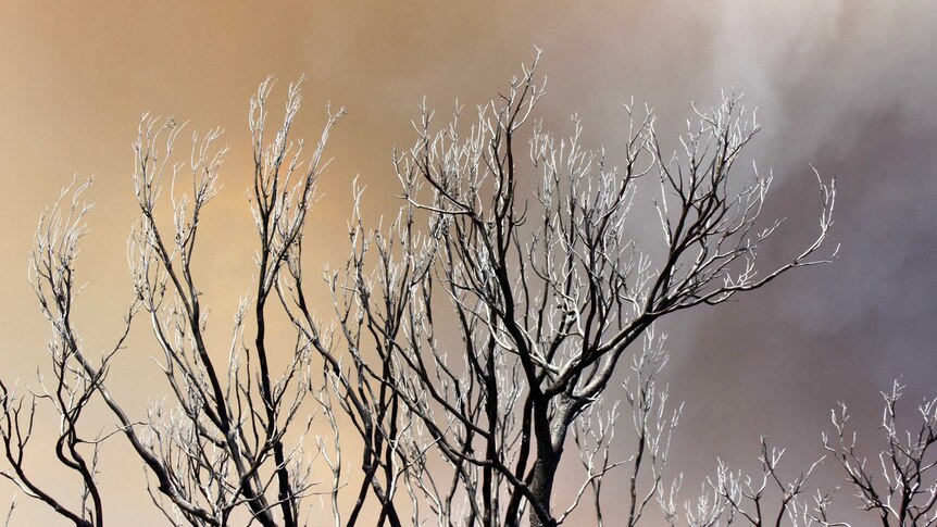 Blackened, ashy trees against a smoky sky.