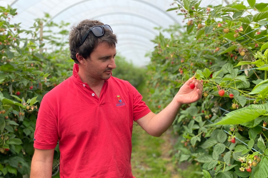 A man in  a red shirt examines a raspberry bush, the bush is in a large plastic tunnel. 