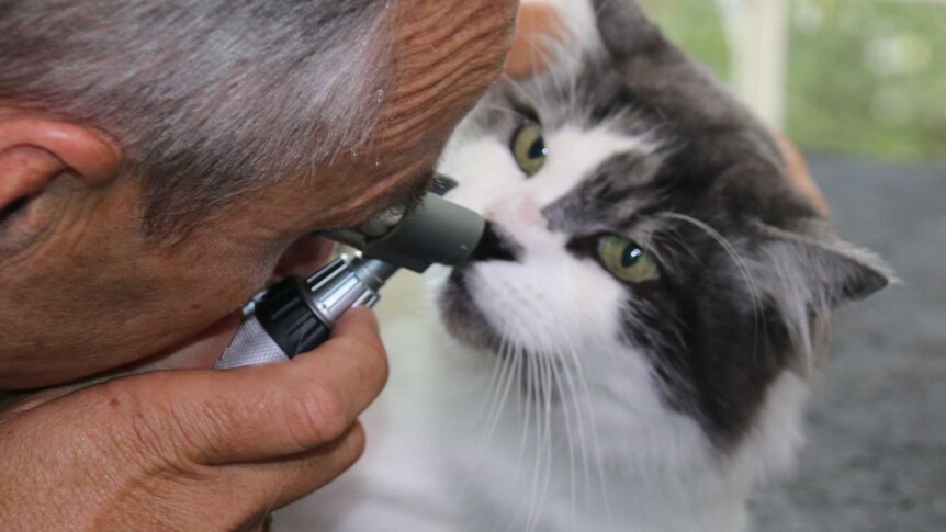 a vet examines a cat