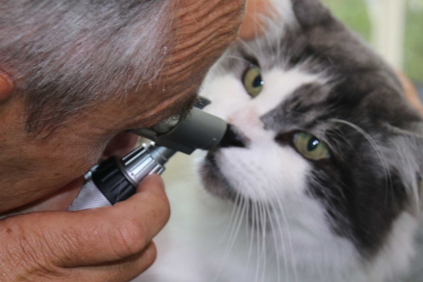 a vet examines a cat
