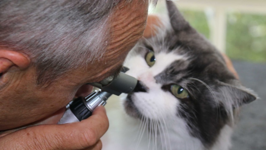 Vet examines cat