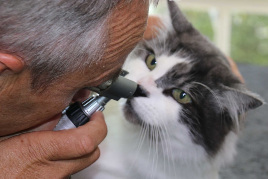 Vet examines cat