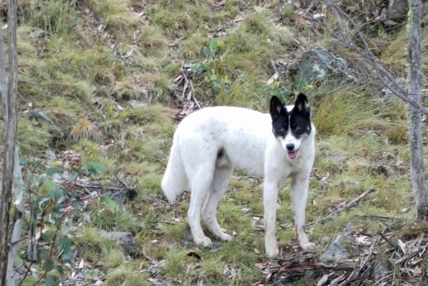 A dingo with white and black fur with its tongue out.