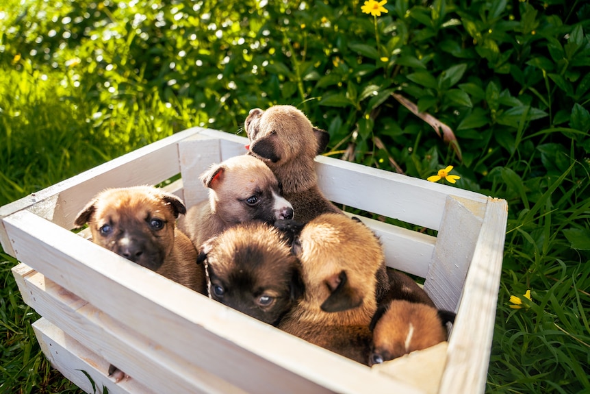 Tiny puppies in an open wooden box.  