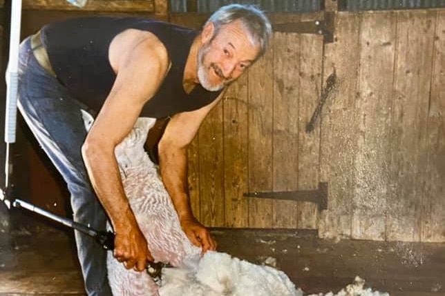 Ivor Duffield shearing