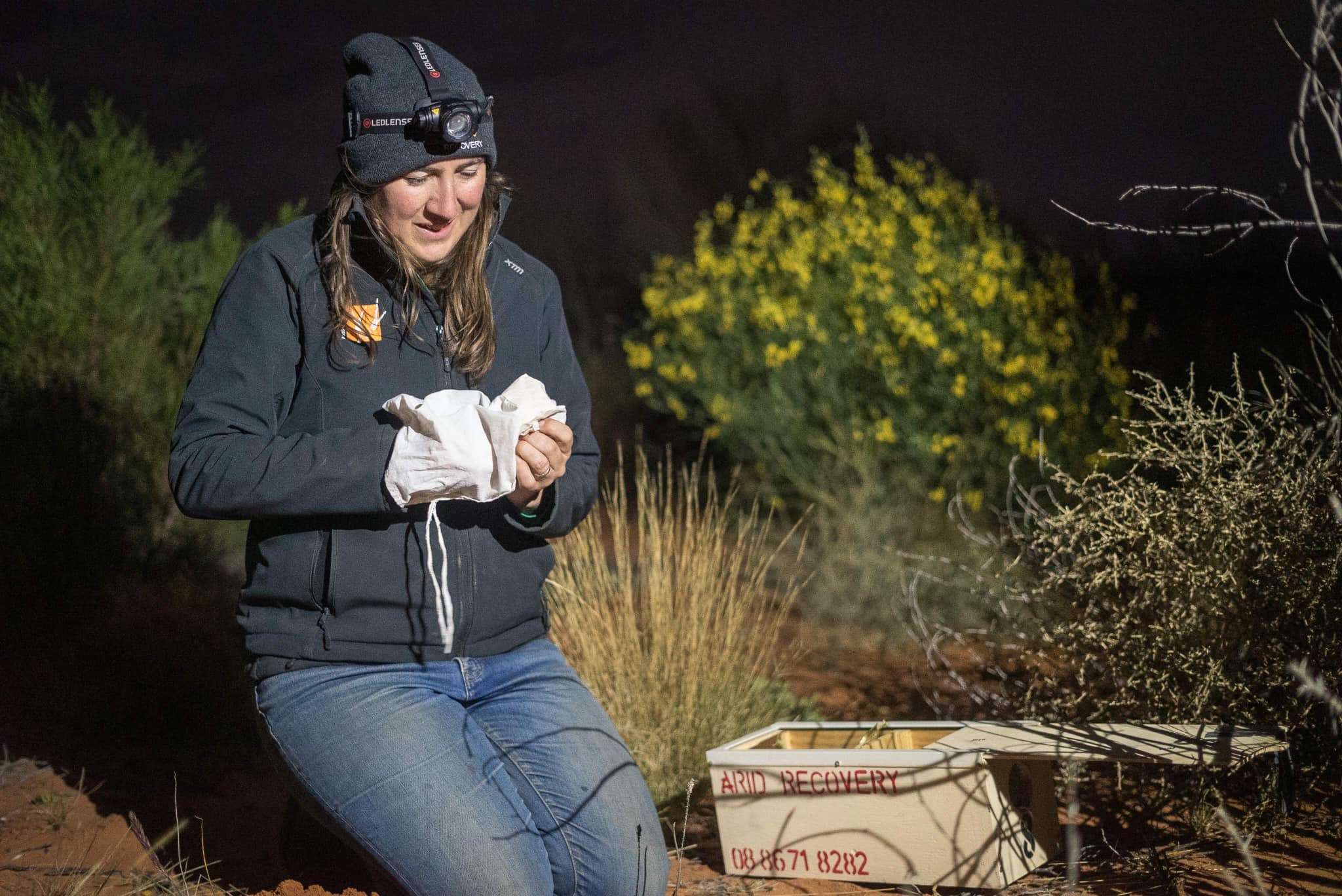 Doctor Katherine Tuft releasing a kowari into a soft-release pen at night.