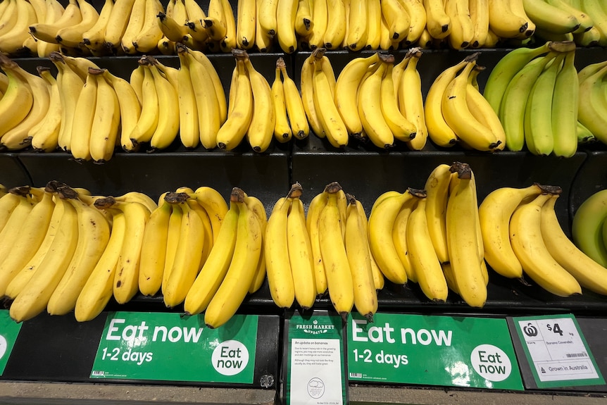 Bananas lined up on shelves at Woolworths
