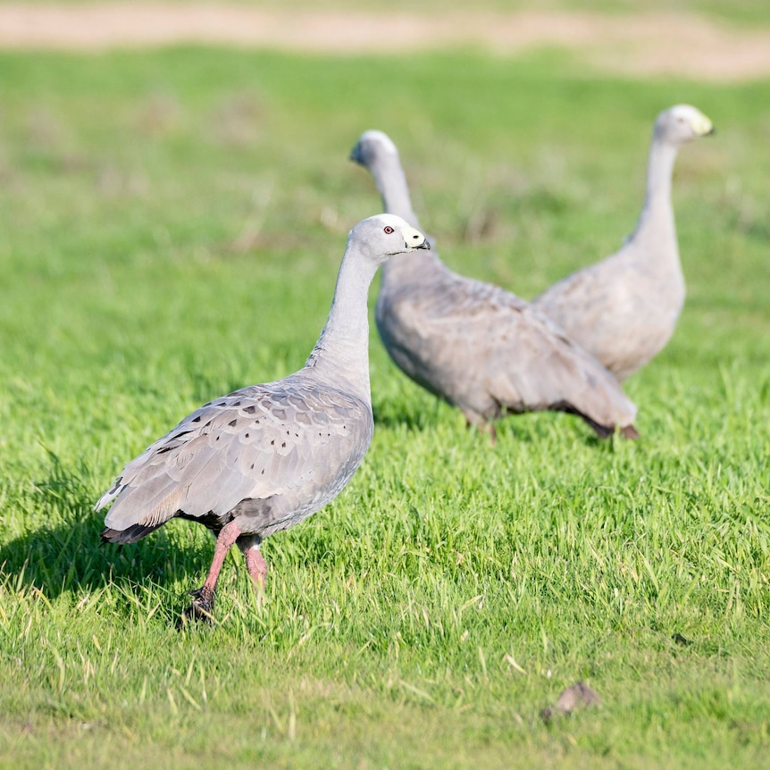 Three geese walk on green grass