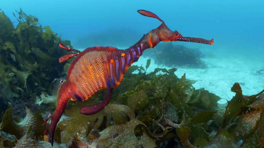 A weedy seadragon.