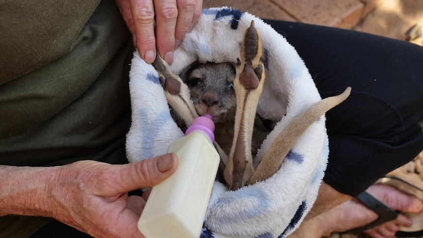 A baby kangaroo wrapped in a blanket being hand-fed a bottle of milk