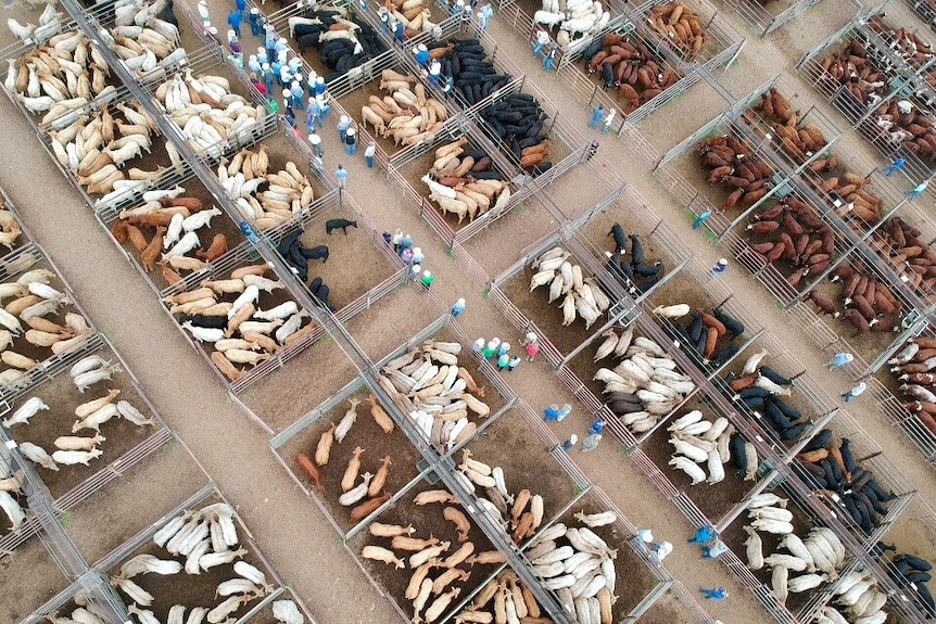 A drone shot of pens of cattle at a saleyard.