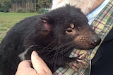 A Tasmanian devil held in captivity.
