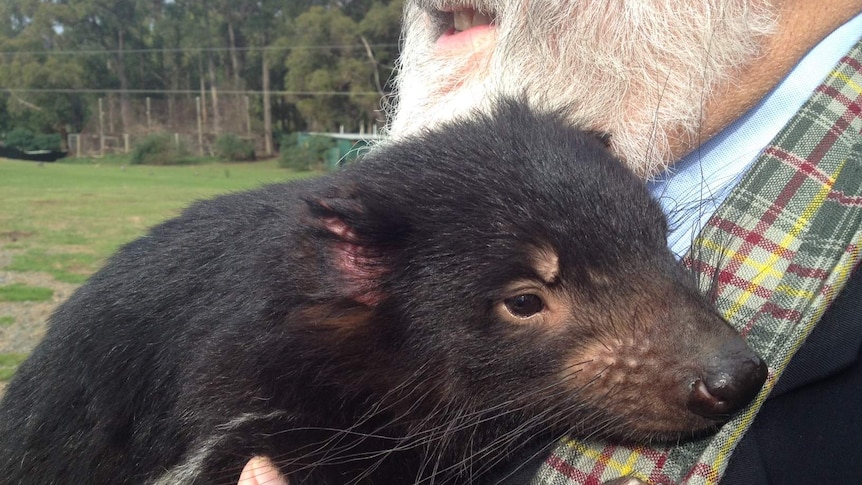 A Tasmanian devil held in captivity.