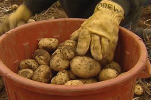 A brown tub of potatoes covered in dirt, with the gloved hand of a worker resting on the tub.