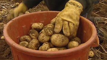 Potato harvest