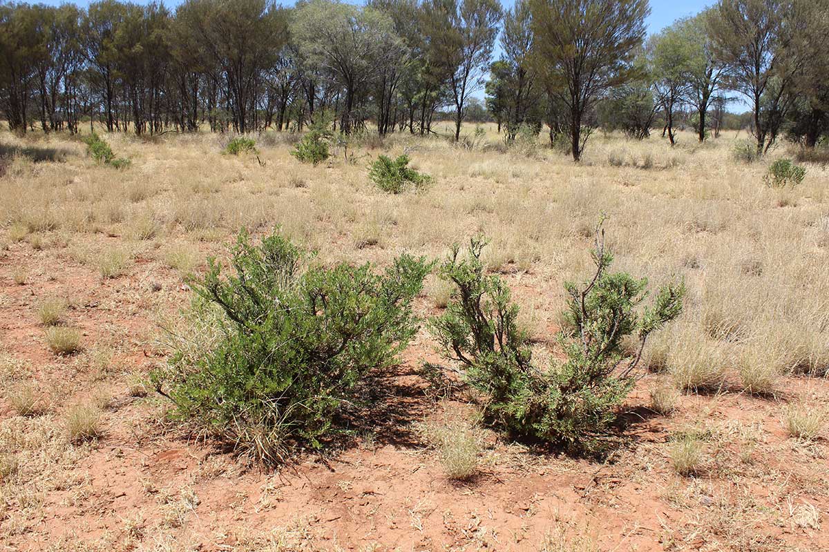 a native shrub with dry grass surrounding. 