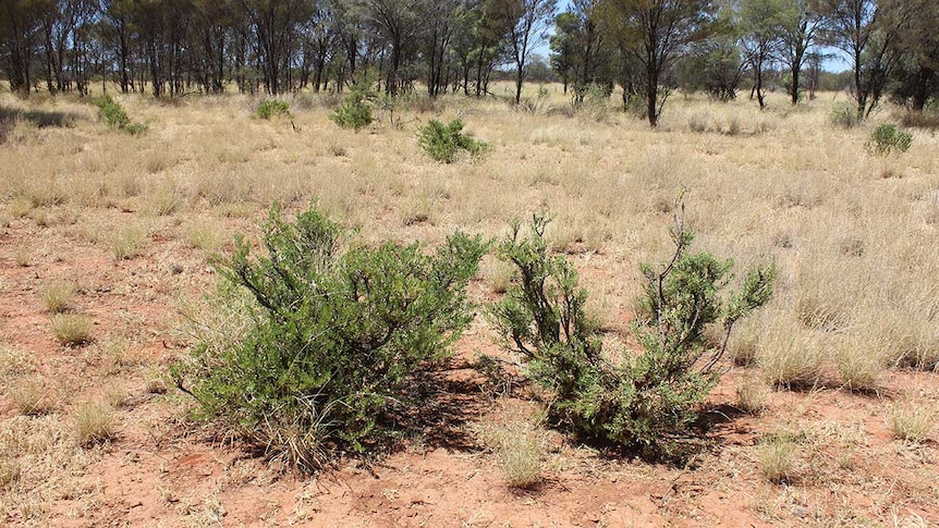 A native shrub with dry grass surrounding. 