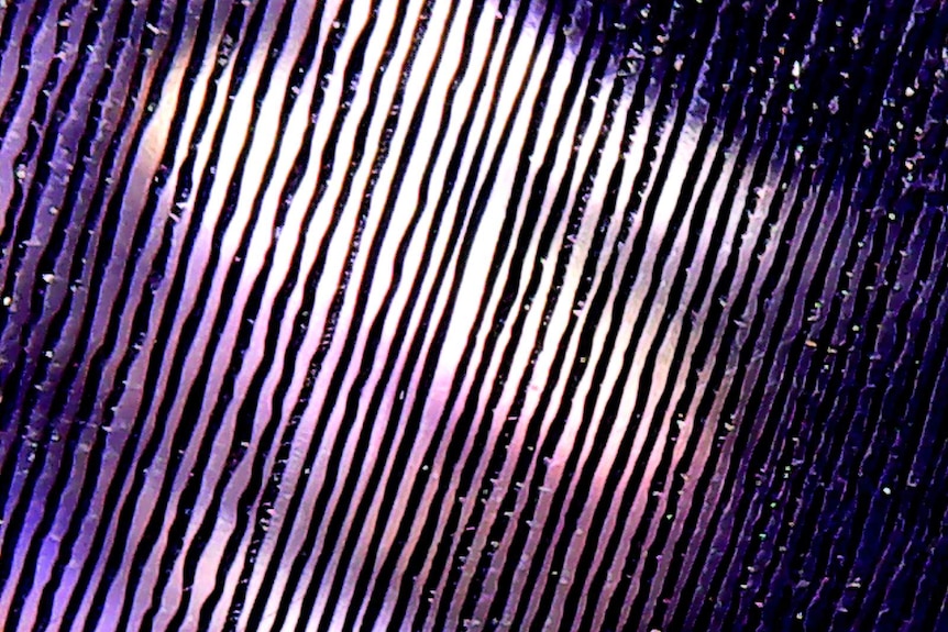 A close-up of the meandering grooves on a vinyl record