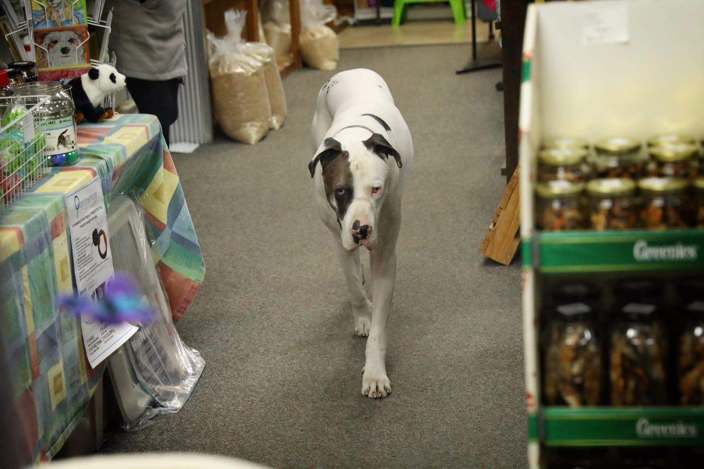 Canberra pet shops face licensing fees as owner calls for focus on