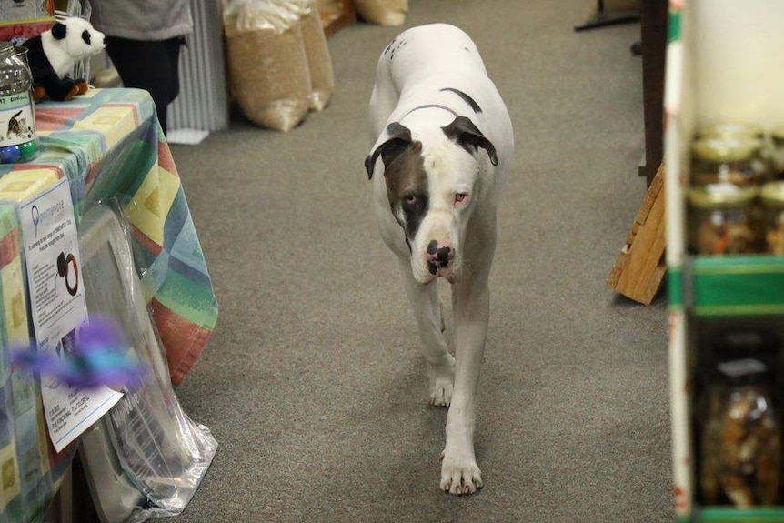 A big dog walks down the aisle of a pet shop.