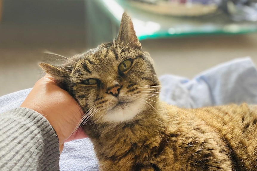 A cat nuzzling up to a hand while being caressed.