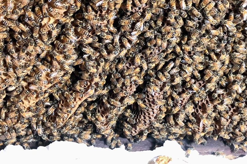 Close up of bees all over the honeycomb.