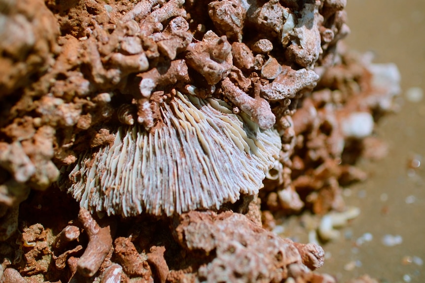 A pale fossil with mushroom like gills protrudes from red rock sediment near greeny water.