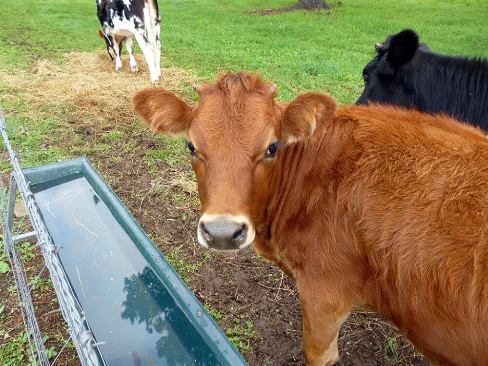 Livestock drinking from sewerlike dams causing disease, costing