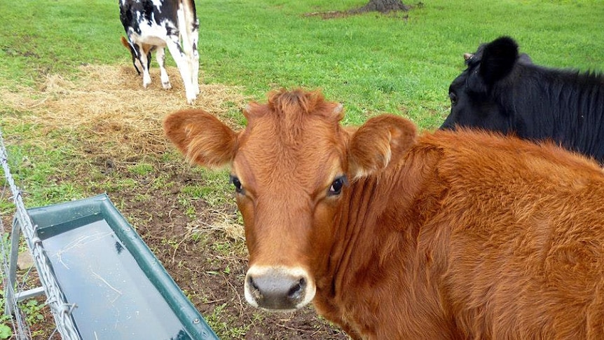 Image of a dairy cow standing in paddock drinking from a water trough