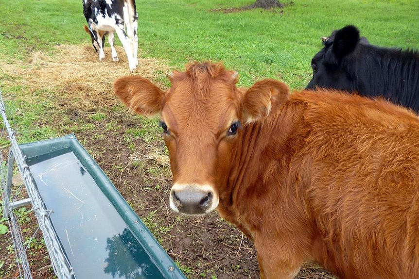 Image of a dairy cow standing in paddock drinking from a water trough