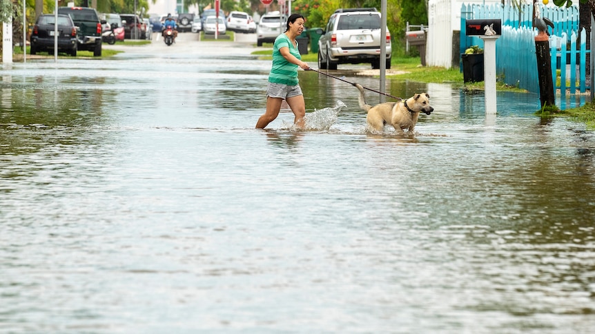 woman in shorts walks dog across street in knee-high water