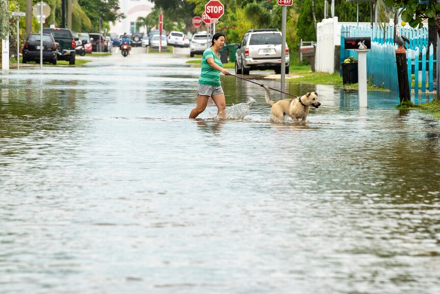 woman in shorts walks dog across street in knee-high water