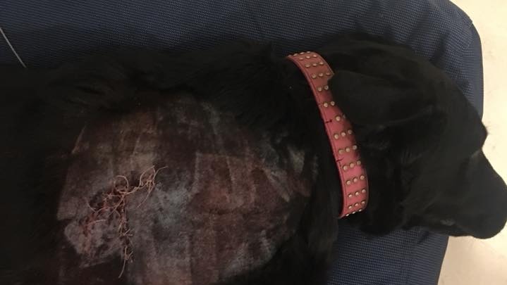 Dog with stitched gunshot wounds.