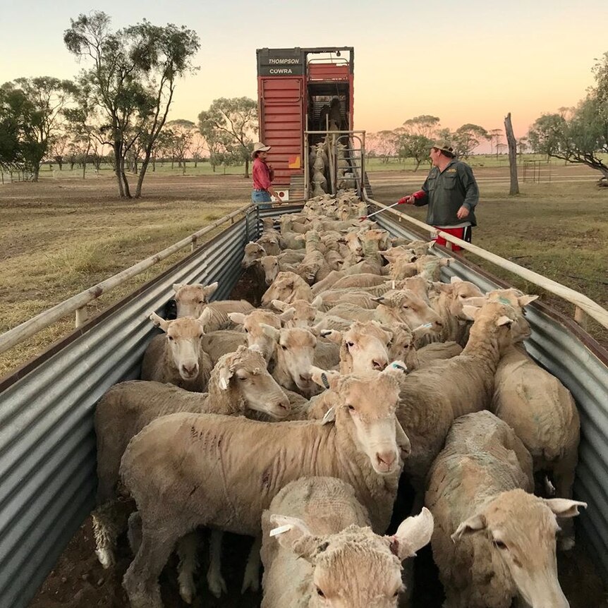 Sheep being offloaded from a truck with green pastures and a sunset in the background
