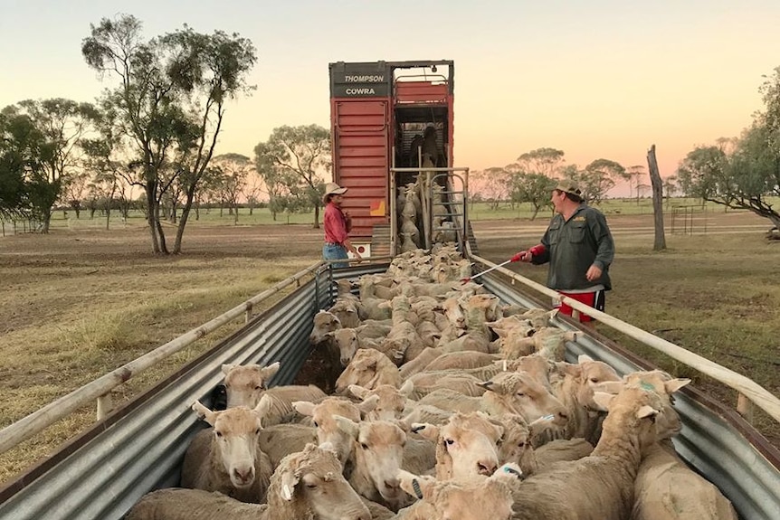 Sheep being offloaded from a truck with green pastures and a sunset in the background.