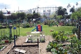 Veg Out community garden in St Kilda.