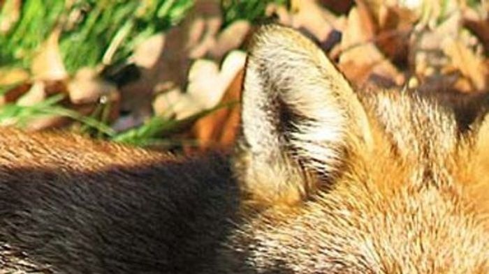 Tasmania's fox eradication program was scrapped in 2014