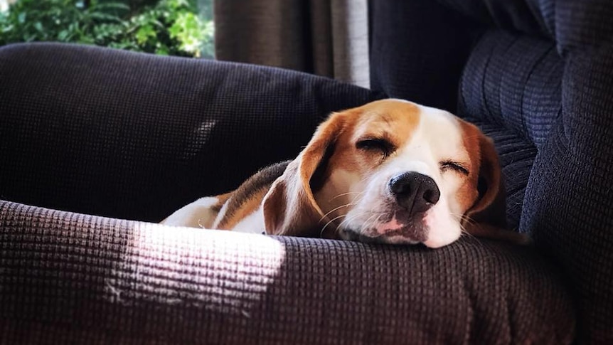 Benny the beagle went missing on April 6 on the Buchanan track in New Zealand.
