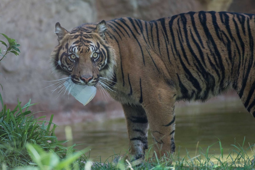 A Sumatra tiger refreshes holding a large ice block in its mouth at the Bioparco of Rome.